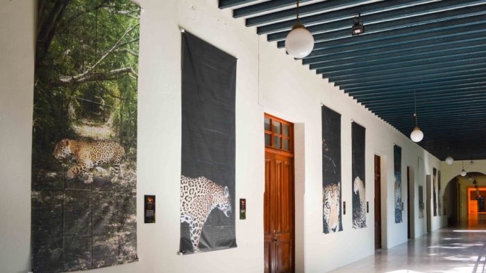 Exhiben otra vez "El Jaguar vive"